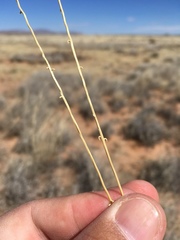 Sporobolus flexuosus