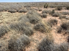 Sporobolus flexuosus