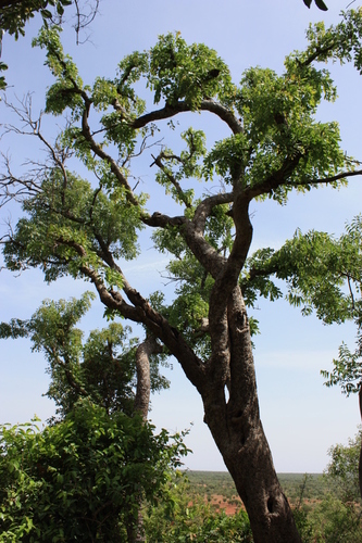 African mahogany