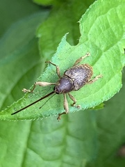 Curculio proboscideus