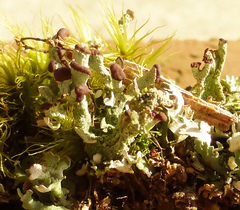 Cladonia mateocyatha