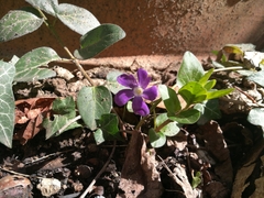 Vinca