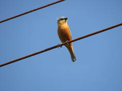 Sporophila hypoxantha
