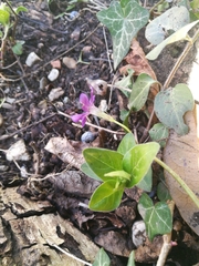 Vinca