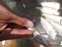 Eucinostomus argenteus