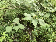 Crataegus macrosperma