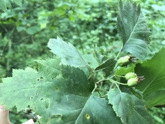 Crataegus macrosperma
