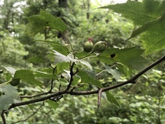 Crataegus macrosperma