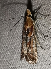 Ancylosis cinnamomella