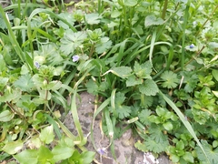 Veronica persica