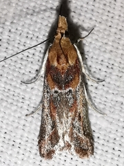 Ancylosis cinnamomella