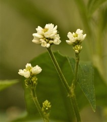 Persicaria arifolia