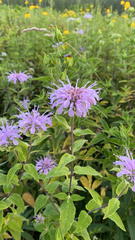 Monarda fistulosa