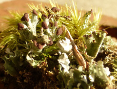Cladonia mateocyatha