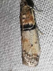 Sciota rhenella