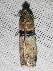 Sciota rhenella