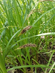 Carex lacustris