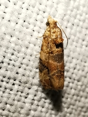 Lobesia botrana