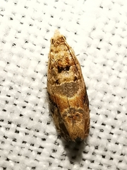Lobesia botrana