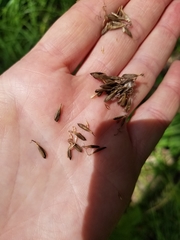Carex lacustris