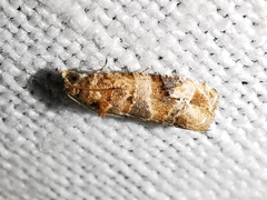 Lobesia botrana