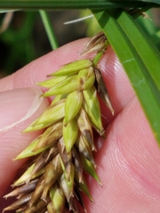 Carex lacustris