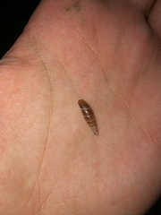 Clausiliidae