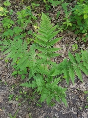 Dryopteris carthusiana