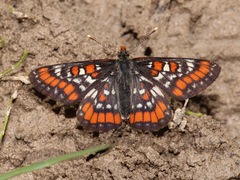 Euphydryas gillettii