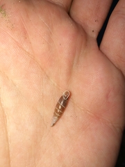 Clausiliidae