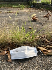 Setaria