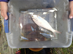 Leiostomus xanthurus