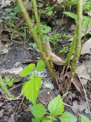 Dryopteris carthusiana