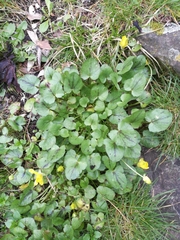 Ficaria verna