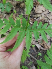 Dryopteris carthusiana
