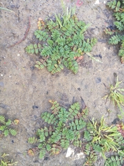 Angiospermae