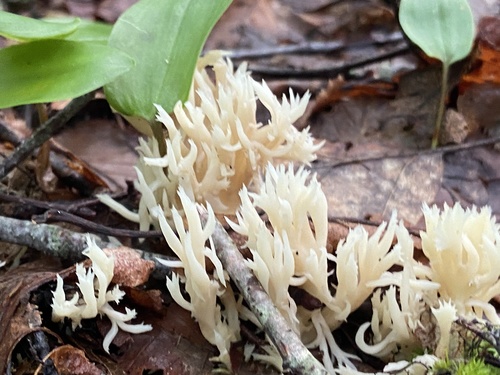 White Coral Fungus