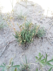 Phemeranthus confertiflorus