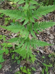 Dryopteris carthusiana