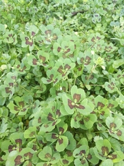 Medicago arabica