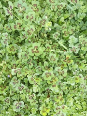 Medicago arabica