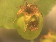 Crataegus macrosperma