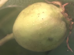 Crataegus macrosperma