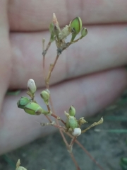 Phemeranthus confertiflorus