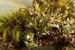 Cladonia mateocyatha