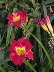 Hemerocallis