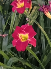 Hemerocallis