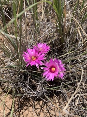 Mammillaria wrightii wrightii