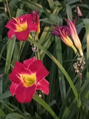 Hemerocallis