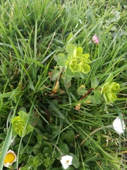 Euphorbia helioscopia